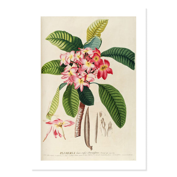 A3 size artwork print of engraving of Plumeria plant with pink flowers and green leaves by botanical artist Georg Ehret on a white background. 
