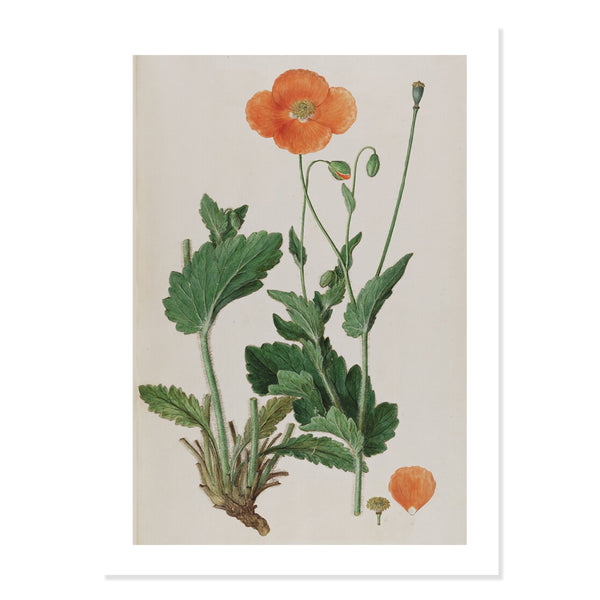 A3 Premium Unframed Print of artwork of Hairy poppy with green foliage and orange petals on white background.