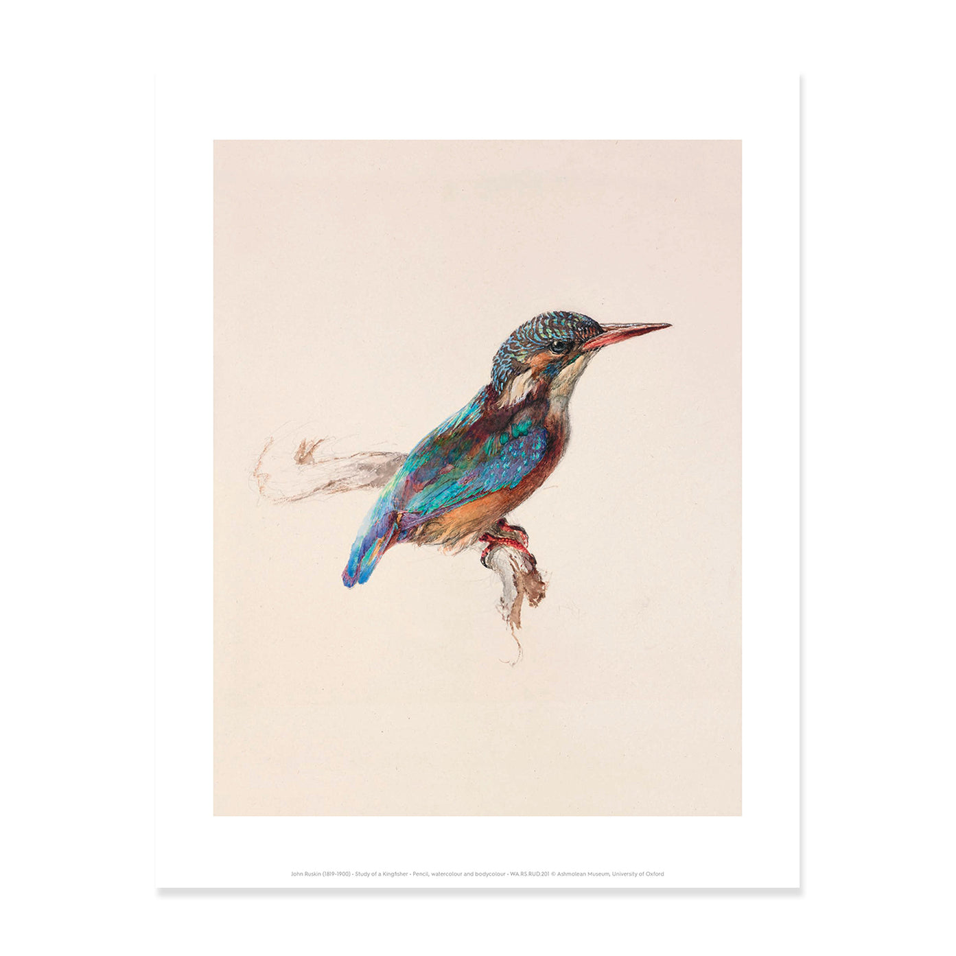 Study of a Kingfisher Print– Ashmolean Museum