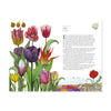 Illustration of various tulips on a white background with text on the right side.
