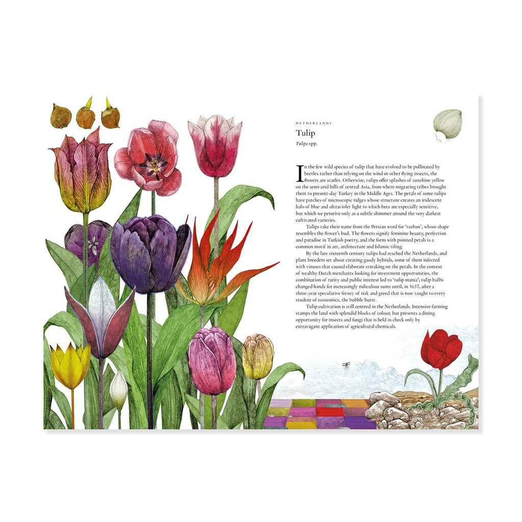 Illustration of various tulips on a white background with text on the right side.