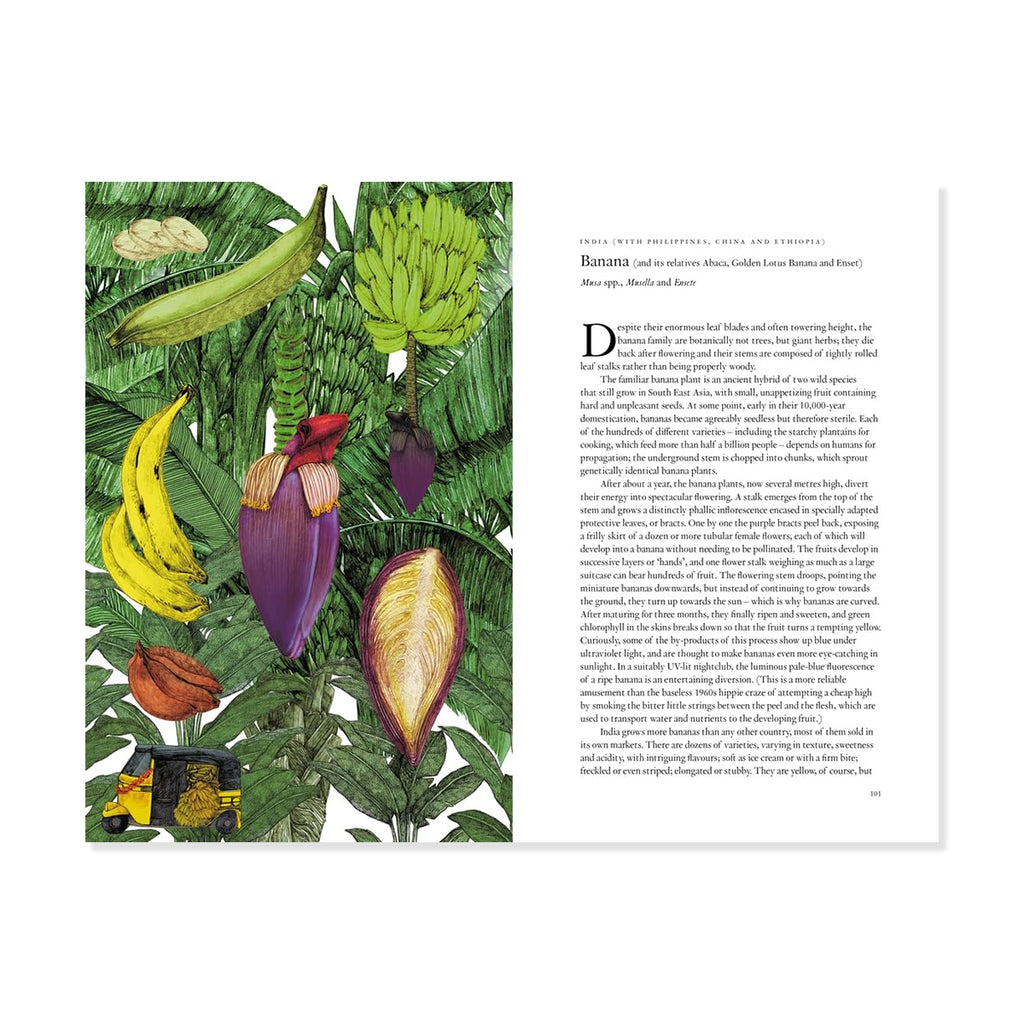 Book page with illustrations of banana plants accompanied by text.