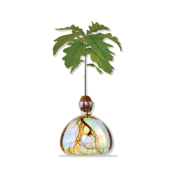Hanging plant in a glass container with colorful interior on a white background