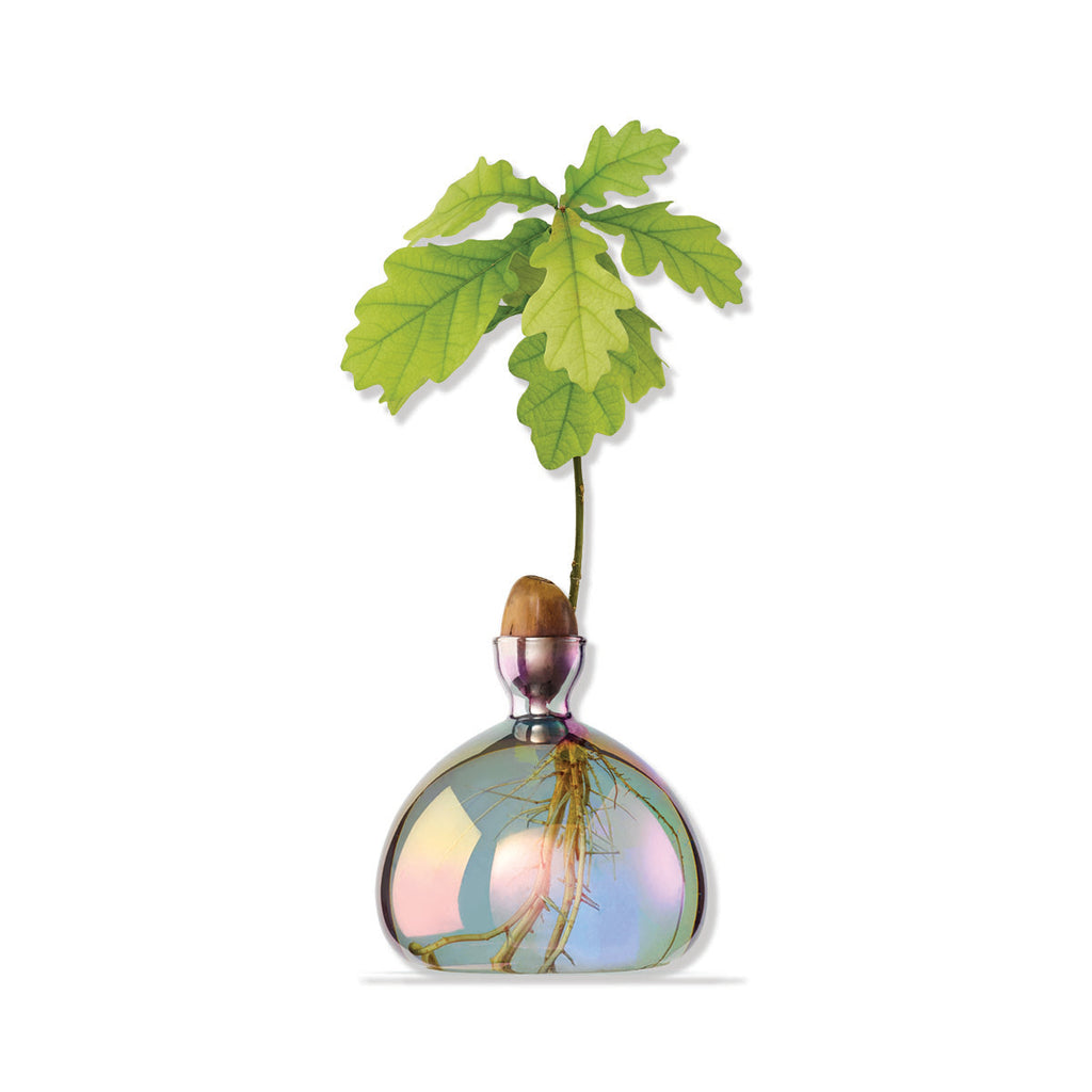 Decorative glass vase with a plant inside on a white background