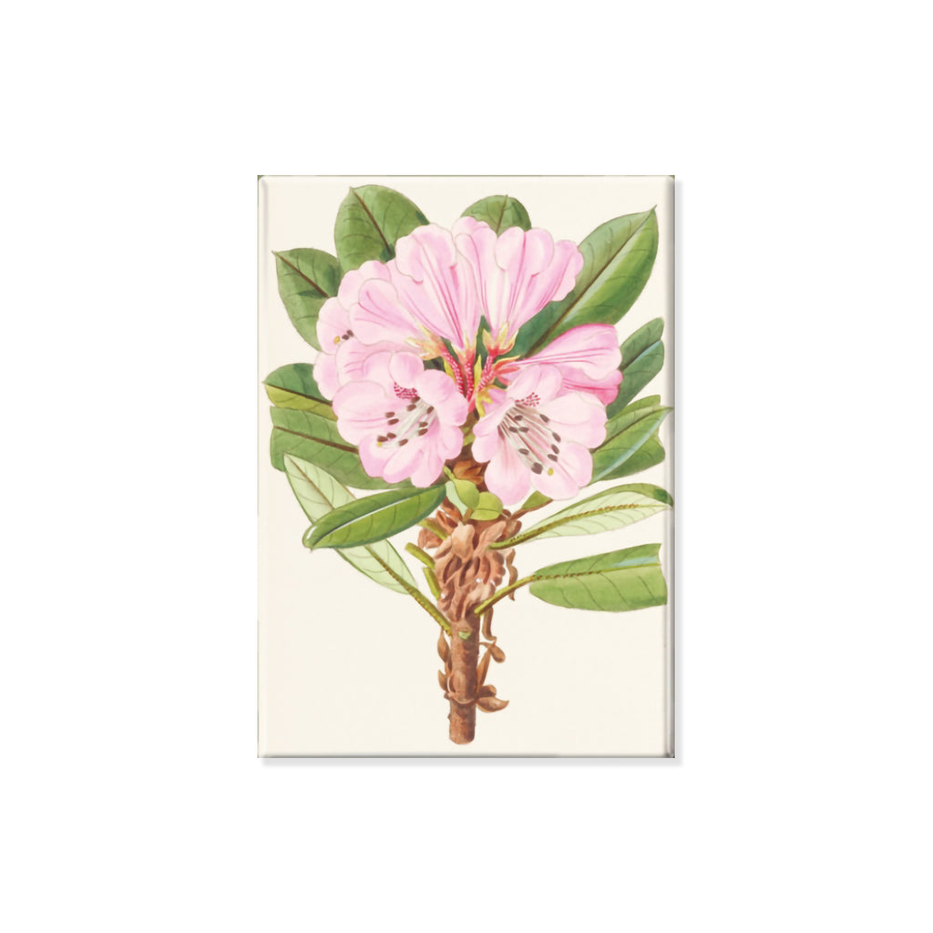 Decorative fridge magnet with botanical illustrations on plant with pink petals on a white background.