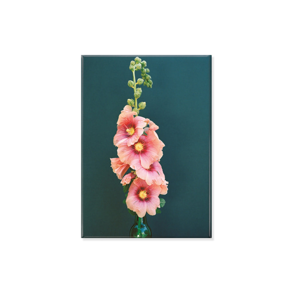 Fridge magnet of Hollyhock flower with pink petals set against a sark blue wall backdrop on a white background. 