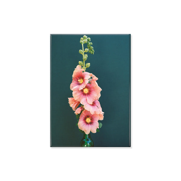 Fridge magnet of Hollyhock flower with pink petals set against a sark blue wall backdrop on a white background. 