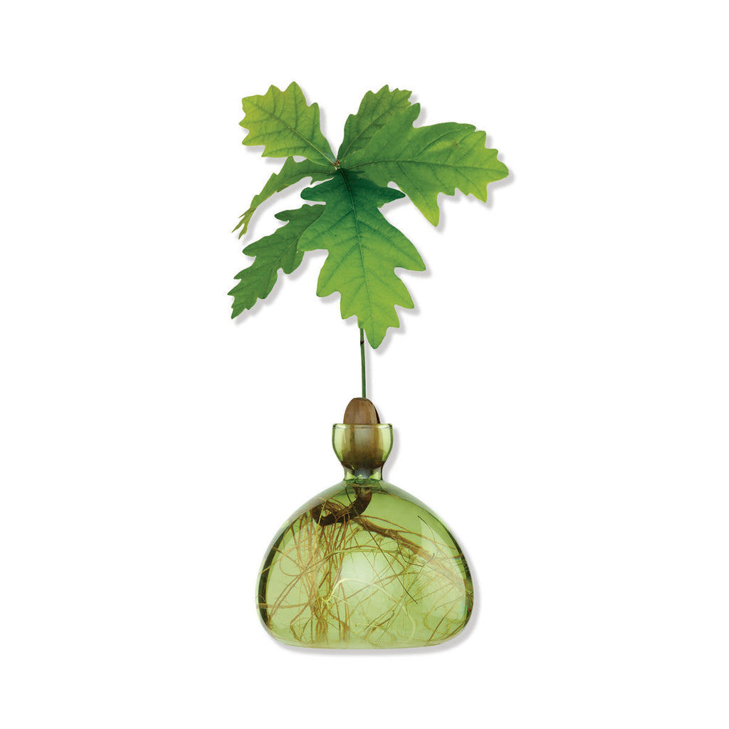 Green glass decorative plant vase with acorn sapling inside on a white background.