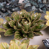 Close-up of a green ceramic succulent plant with a blurred background