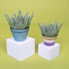 Two potted paper lavender plants on white cubes with a green background