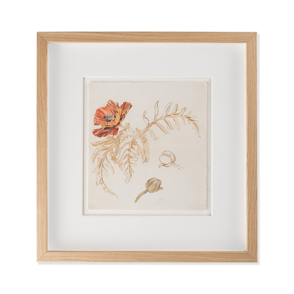 Framed botanical illustration with a poppy flower and leaves on a white background