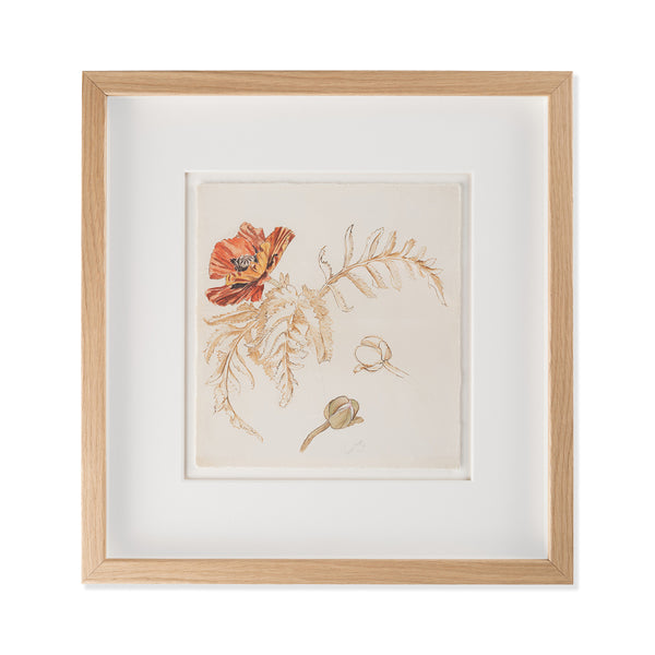 Framed botanical illustration with a poppy flower and leaves on a white background