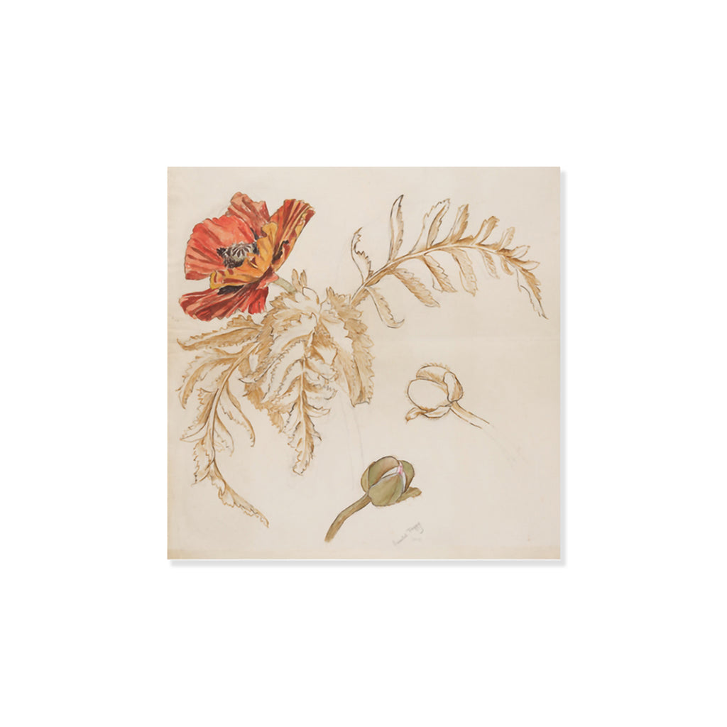 Fridge magnet of May Morris' artwork of a study of an oriental poppy with sketched leaves and red petals on a white background.