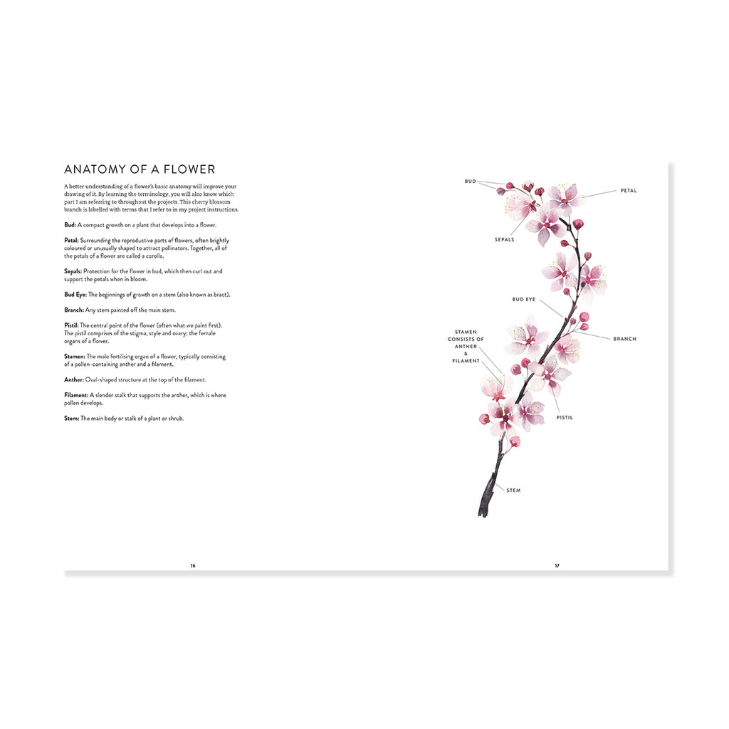 Illustration of a cherry blossom branch with labeled parts on a white background