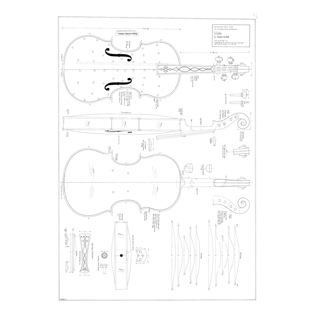 No. 12 Viola by Gaspara da Salò Print