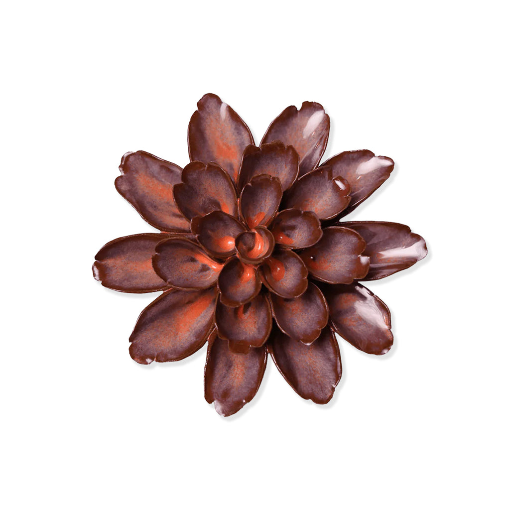 Red and brown succulent plant on a white background