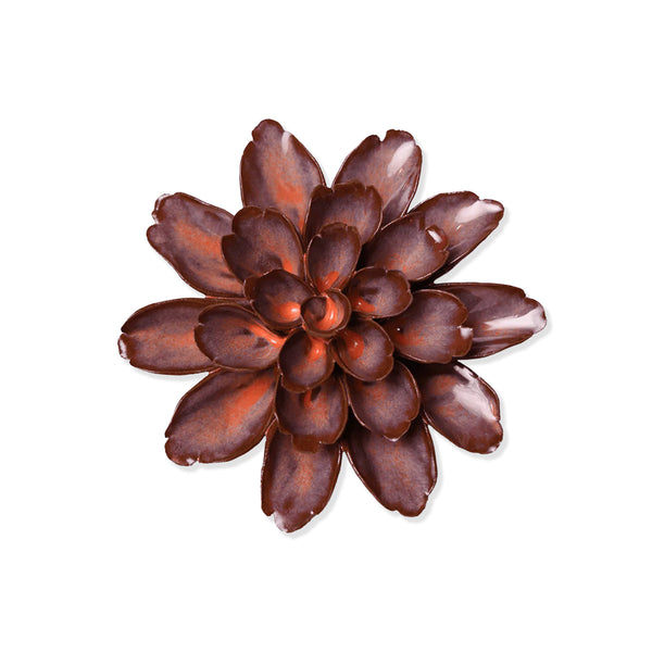 Red and brown succulent plant on a white background