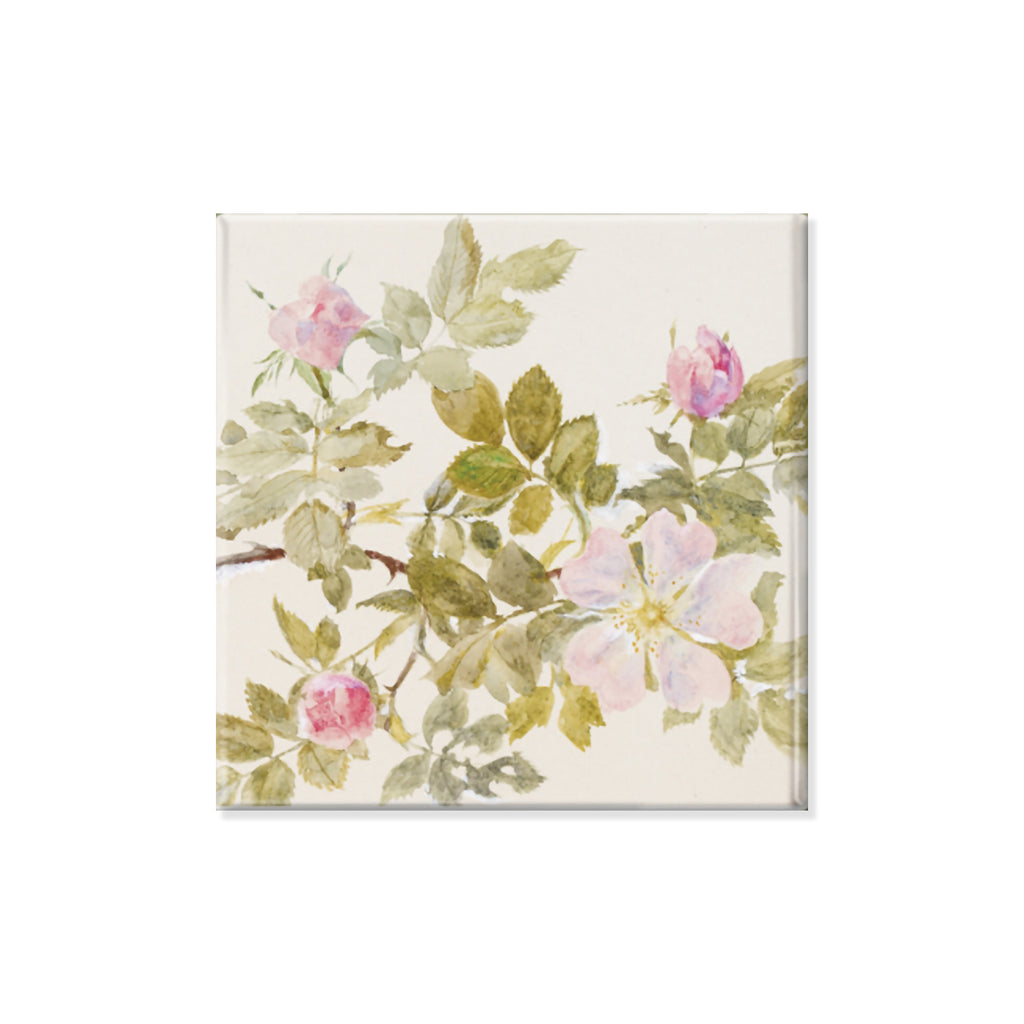 Fridge magnet of John Ruskin artistic study drawing of wild rose plant with blooming pink petals and thorned green leaves and branches on a white background.