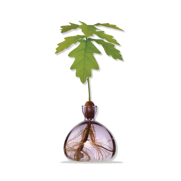 Purple glass plant vase with acorn sapling inside on a white background