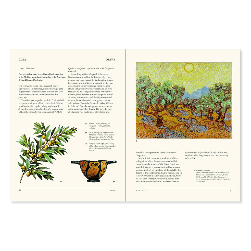 Book page with illustrations and artwork about the history and culture of the Olive plant with accompanying text.