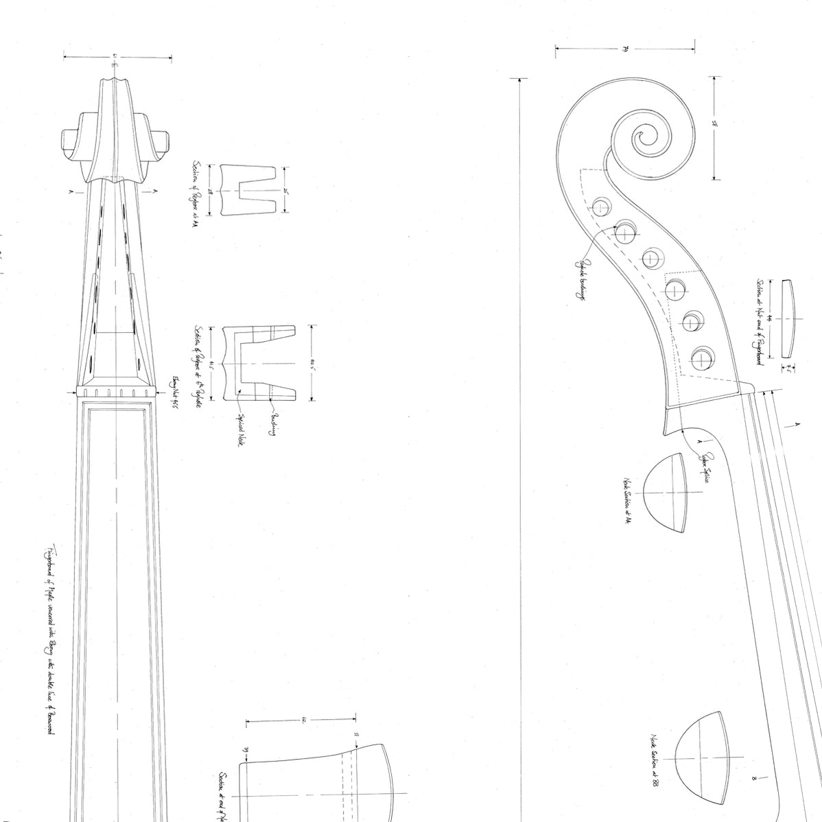 7 Bass Viol by A & H Amati Print Ashmolean Museum