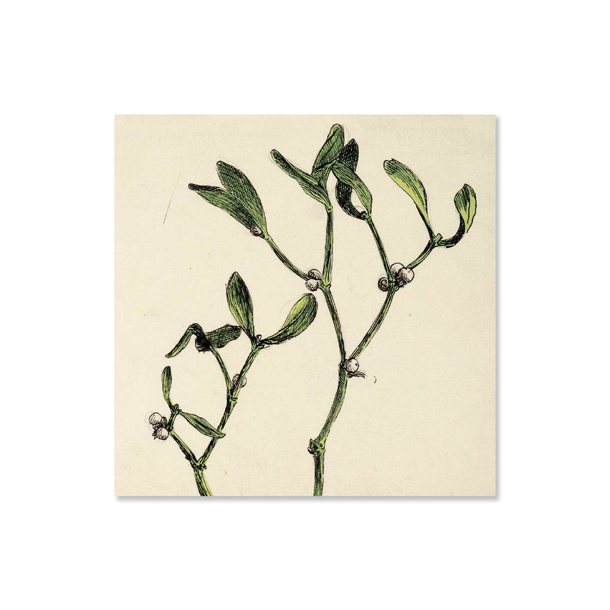 Ashmolean: Study of Mistletoe Christmas Cards– Ashmolean Museum